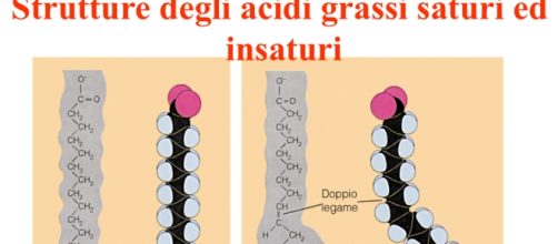 Grassi saturi e insaturi: qual è la differenza?