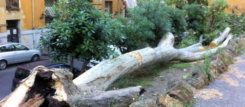 Il tronco dell'albero caduto in Passeggiata di Ripetta a due passi dall'Ara Pacis