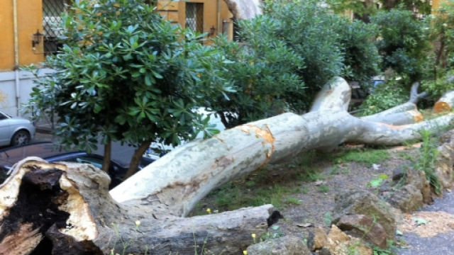 Il tronco dell'albero caduto in Passeggiata di Ripetta a due passi dall'Ara Pacis