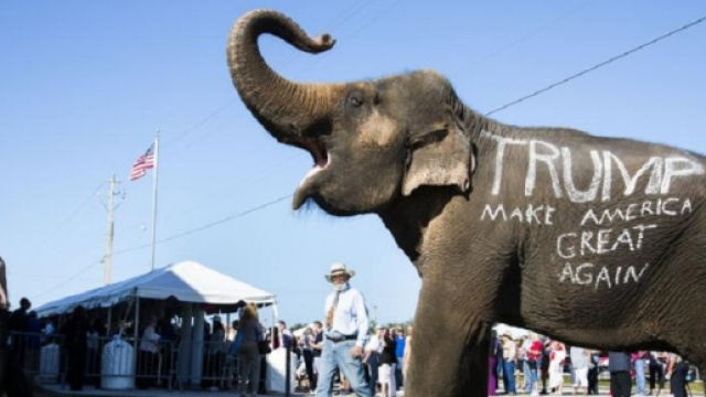 Una delle tante follie del 'popolo di Trump'