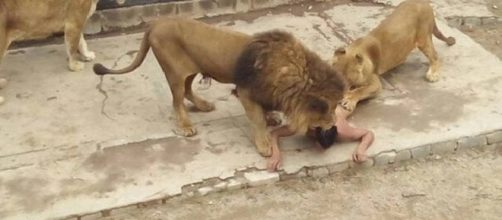 Jovem de 20 anos se atira em jaula de leões em zoológico de Santiago (Foto: ONG Animal Libre)