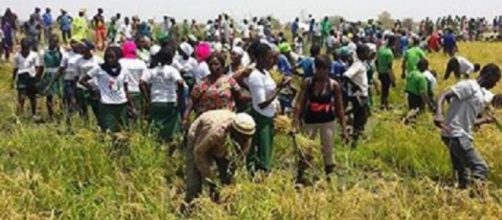 Supporters of The Gambia's President at his farm harvesting rice / Rambo Jatta, SMBC NEWS