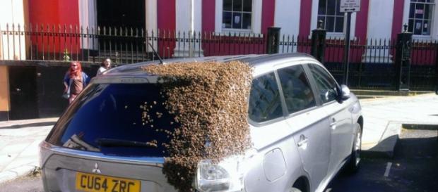 Abejas agolpadas en el vehículo Abejas agolpadas en el vehículo