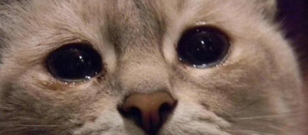 Sim, gatos também podem ter problemas psicológicos. Saiba como ajudar seu bichano. Sim, gatos também podem ter problemas psicológicos. Saiba como ajudar seu bichano.