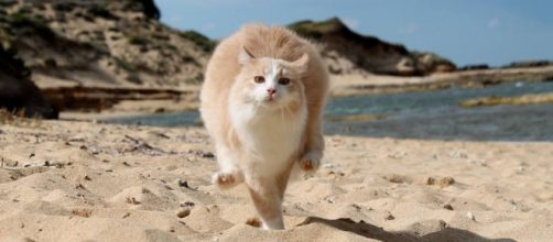 Un gatto della colonia di "Su Pallosu" passeggia tranquillamente sulla spiaggia.