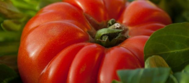 Agricoltura naturale: la nuova frontiera dell'umanità Agricoltura naturale: la nuova frontiera dell'umanità