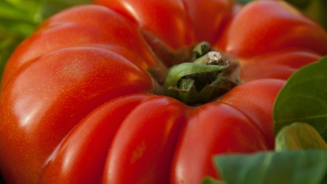 Agricoltura naturale: la nuova frontiera dell'umanità