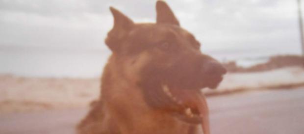 Prince, sentry dog, 981st MP, Cam Ranh Bay, Vietnam 1970 Prince, sentry dog, 981st MP, Cam Ranh Bay, Vietnam 1970