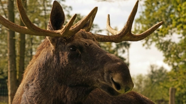 Prima di abbattere l'animale, la polizia di Helsinki ha dichiarato che non &egrave; un fatto insolito. A volte in citt&agrave; arrivano anche gli orsi.