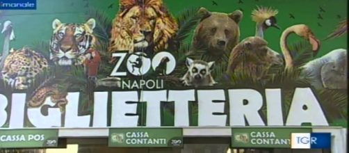 Lo Zoo di Napoli diventa a luci rosse grazie a due tartarughe vogliose.