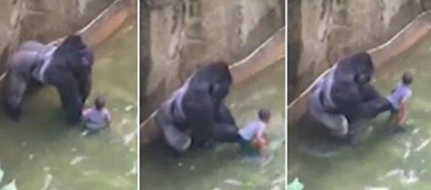 Harambe, el gorila del zoológico de Cincinnati en el momento del suceso Harambe, el gorila del zoológico de Cincinnati en el momento del suceso