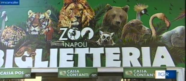 Lo Zoo di Napoli diventa a luci rosse grazie a due tartarughe vogliose. Lo Zoo di Napoli diventa a luci rosse grazie a due tartarughe vogliose.