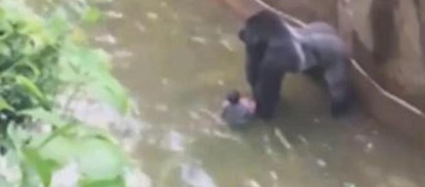 Momente dramatice cu final tragic pentru bietul animal Momente dramatice cu final tragic pentru bietul animal