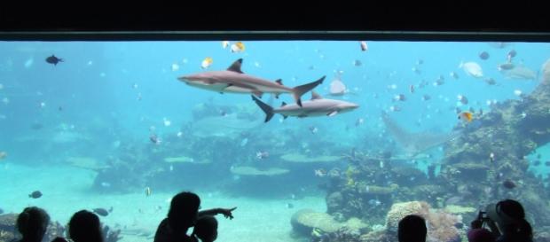 Shark Tank is a success all over the planet (Wiki) Shark Tank is a success all over the planet (Wiki)