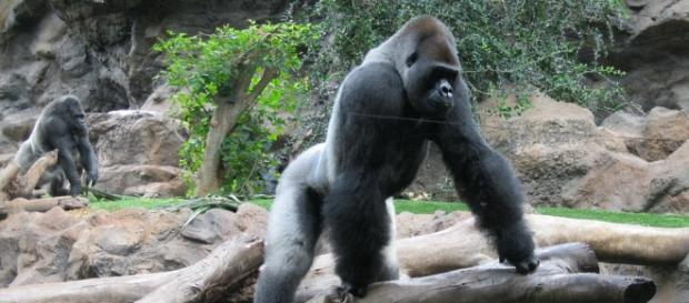 Un băiețel de patru ani a căzut în țarcul unei gorile uriașe la o grădină zoologică din SUA Un băiețel de patru ani a căzut în țarcul unei gorile uriașe la o grădină zoologică din SUA