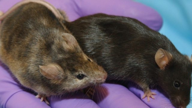 Topi e maiali per esperimento di letargo indotto