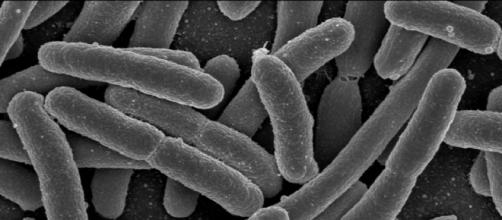 Scoperto batterio resistente a tutti gli antibiotici