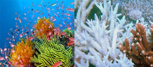The 2 faces of the Great Barrier Reef