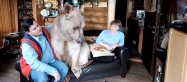 O familie din Rusia trăiește împreună cu un urs de 23 de ani Foto: captură Youtube O familie din Rusia trăiește împreună cu un urs de 23 de ani Foto: captură Youtube