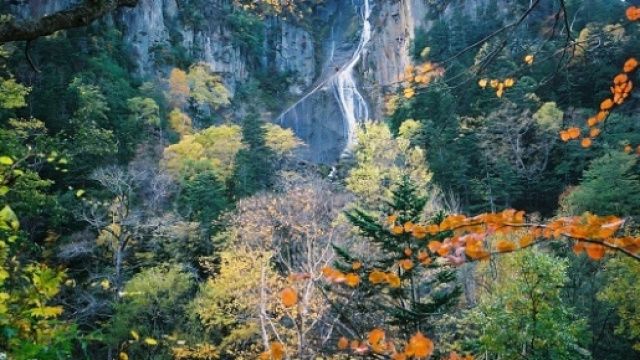 Foresta Hokkaido patria degli orsi bruni.