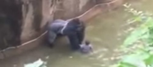 Vídeo do gorila sendo morto nos EUA gerou revolta na internet