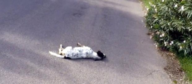 Cina, ritorna la sagra della carne di cane Cina, ritorna la sagra della carne di cane