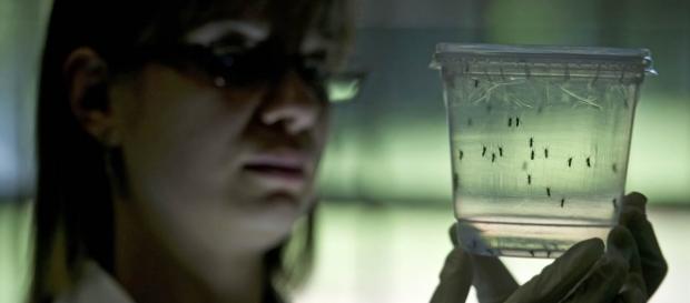 Virus zika, todo lo que necesitas saber Virus zika, todo lo que necesitas saber
