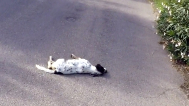 Cina, ritorna la sagra della carne di cane