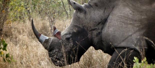 Rhino head from facebook page rhino rescue project Rhino head from facebook page rhino rescue project
