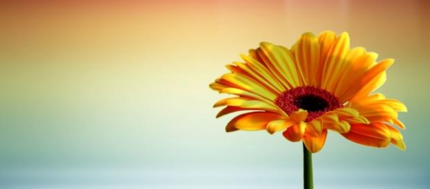 Toda a flor esteve, outrora, envolvida na escuridão Toda a flor esteve, outrora, envolvida na escuridão