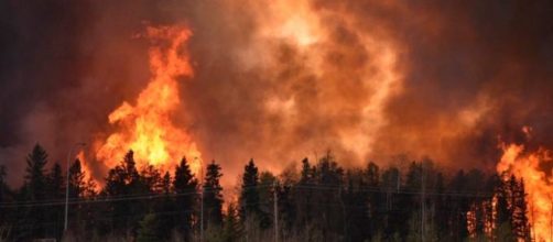 Devastazione nelle aree boschive del Canada