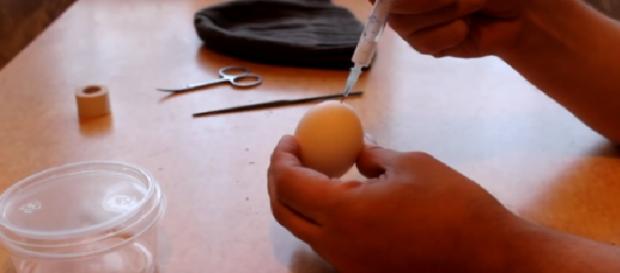 Bărbatul a ținut oul la incubator zece zile Bărbatul a ținut oul la incubator zece zile