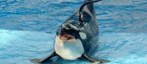 Captive Trained Orca Photo courtesy Flickr