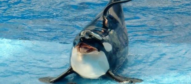 Captive Trained Orca Photo courtesy Flickr Captive Trained Orca Photo courtesy Flickr