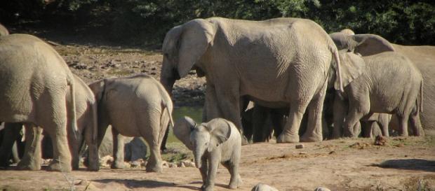 Elephants in Park, Courtesy Flickr and Efd Initiative Elephants in Park, Courtesy Flickr and Efd Initiative