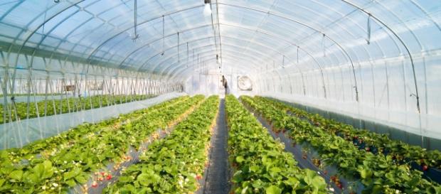 Invernadero para el cultivo de verdura Invernadero para el cultivo de verdura