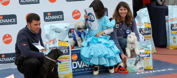 Desfile de perros en Mahadahondas. Desfile de perros en Mahadahondas.