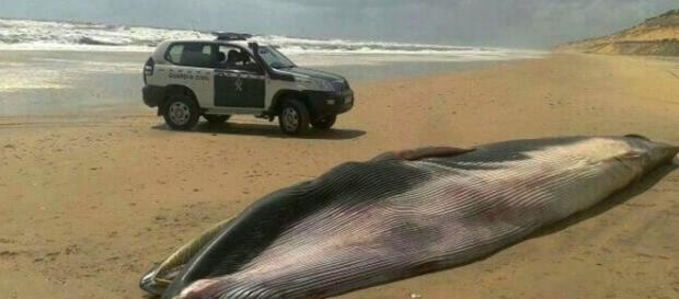 La ballena varada en las playas de Huelva La ballena varada en las playas de Huelva