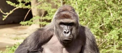 Harambe, il gorilla ucciso in uno zoo degli USA
