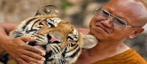 Le tigri del Tiger Temple salvate dalle denunce degli animalisti