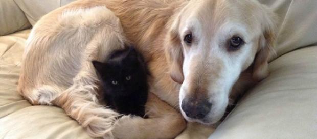 Forsberg e seu novo amiguinho gato. Forsberg e seu novo amiguinho gato.