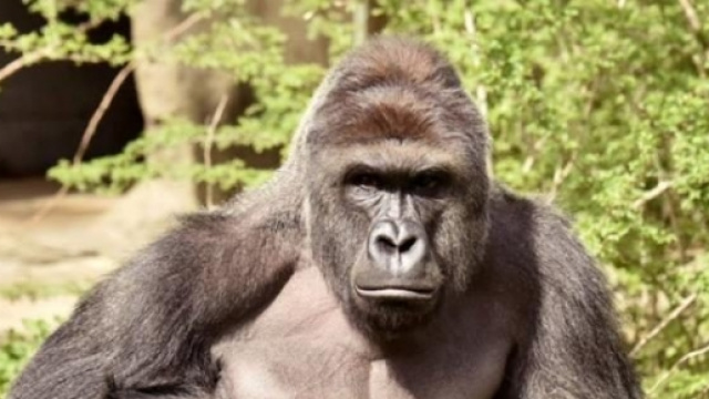 Harambe, il gorilla ucciso in uno zoo degli USA