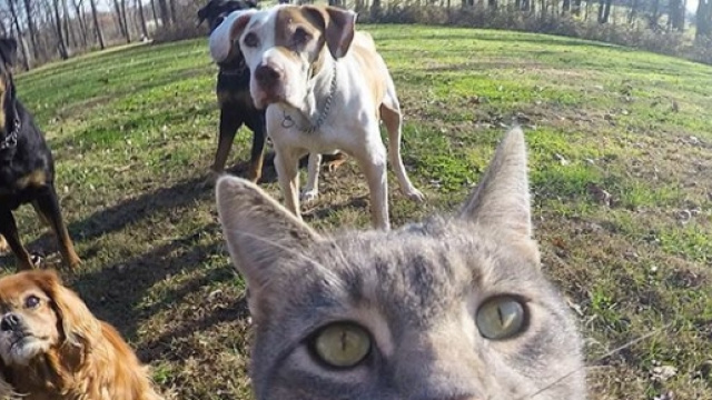 In Arabia proibiti i selfie con gatti e altri animali.