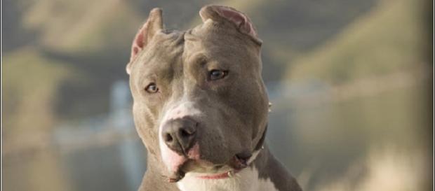 Ataque de pitbull deixa criança em estado grave Ataque de pitbull deixa criança em estado grave
