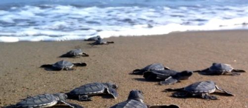 Piccoli di tartaruga 'Caretta caretta'.