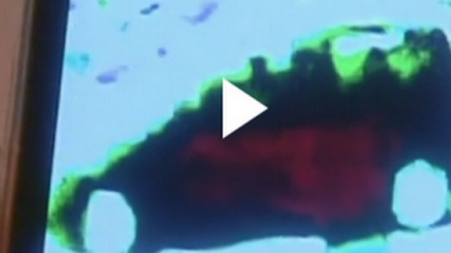 Loris Stival: nuova prova a favore di Veronica Panarello?