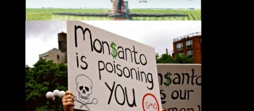 Le proteste contro la Monsanto e lo schema di come agisce il contestassimo glifosato.