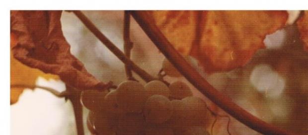 La vigne et le raisin, source de vie et de plaisir... In vino, véritas ! Merci le Bordelais... La vigne et le raisin, source de vie et de plaisir... In vino, véritas ! Merci le Bordelais...