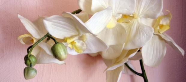 L'Orchidée, ou l'éloge de la poésie florale. L'Orchidée, ou l'éloge de la poésie florale.