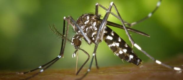Zika nas Olimpíadas do Rio de Janeiro Zika nas Olimpíadas do Rio de Janeiro